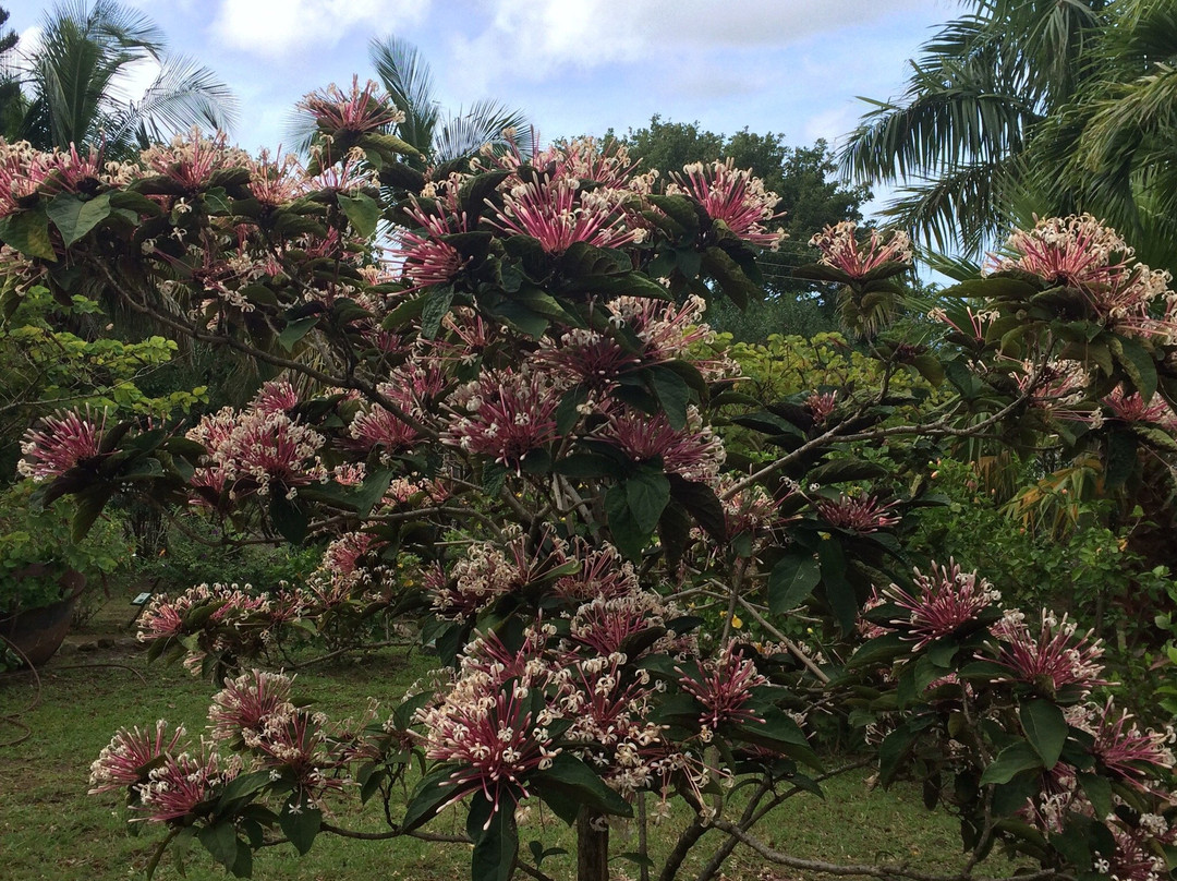 Montserrat National Trust-蒙特塞拉特必去景点