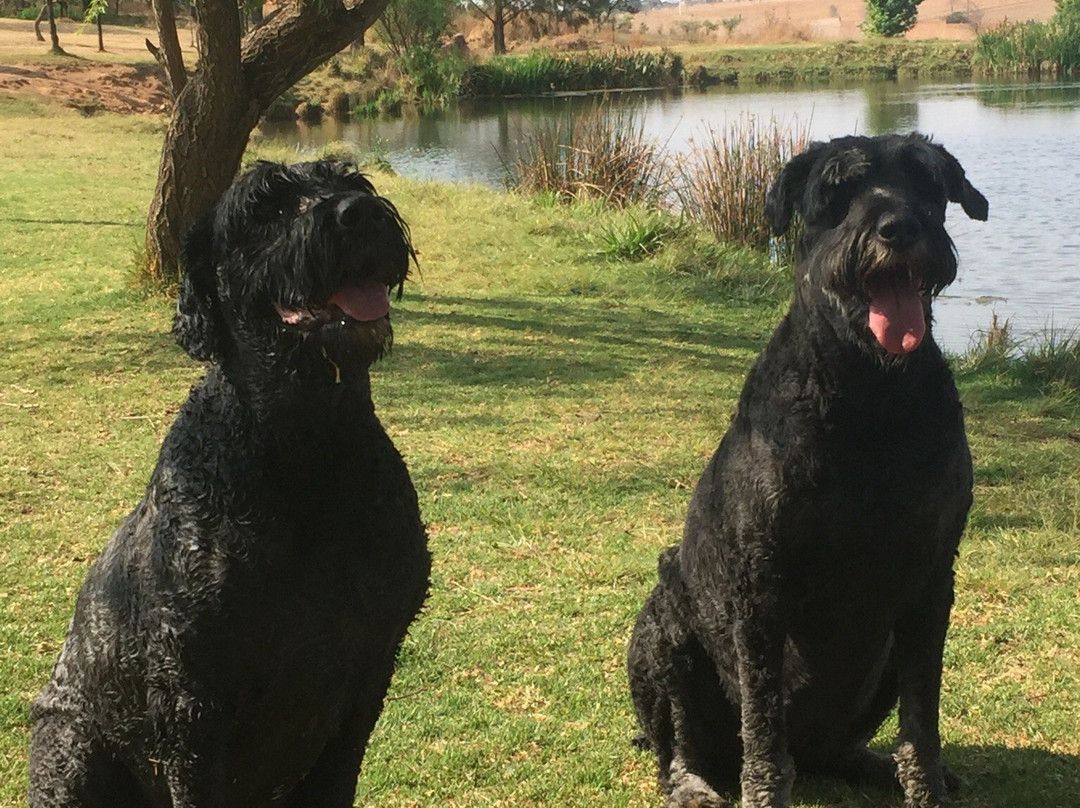 Walkhaven Dog Park-约翰内斯堡必去景点