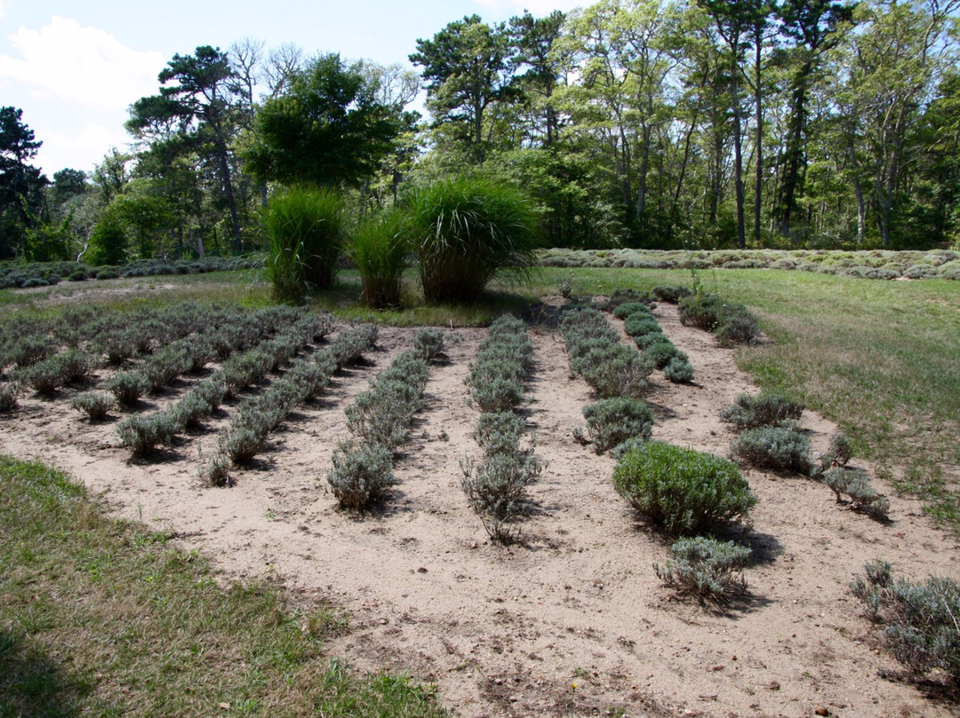 Cape Cod Lavender Farm景点图片