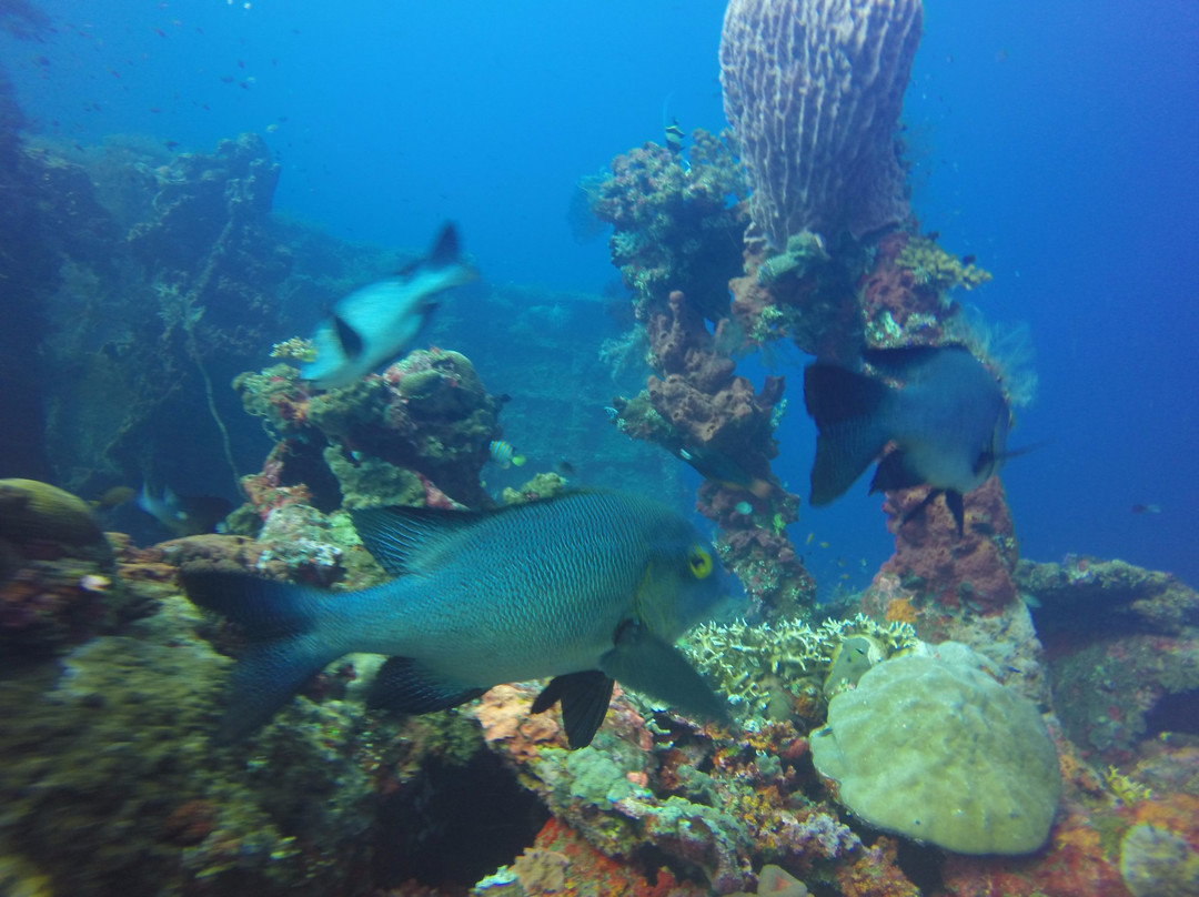 Blue Coral Diving-Senggigi必去景点