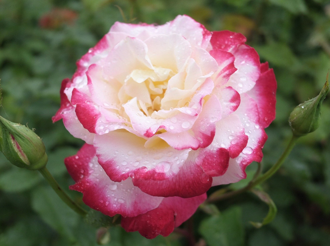 Higashizawa Rose Park景点图片