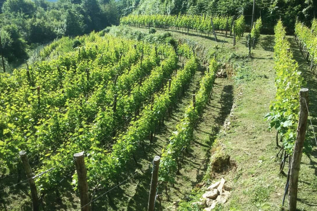 Macuge旅游景点-Vinarija Kopitovic