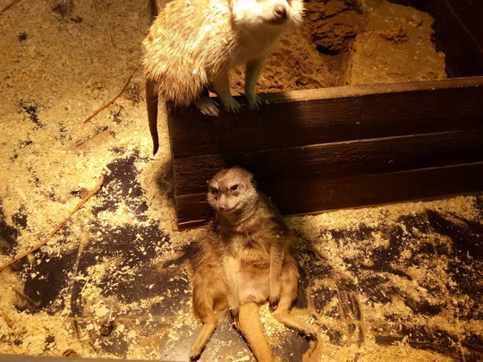 Suvar Plaza-喀山必去景点