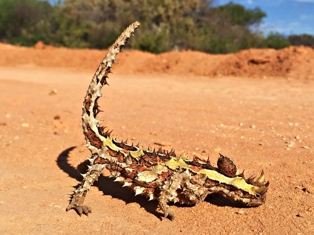 Shark Bay Coastal Tours-德纳姆必去景点