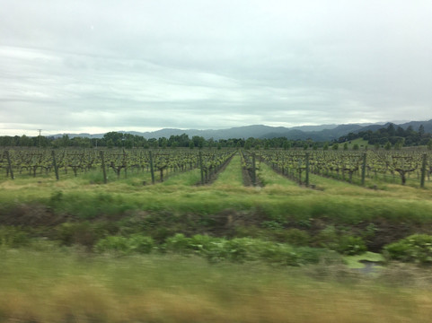 Leone Wine Tours-圣罗莎必去景点