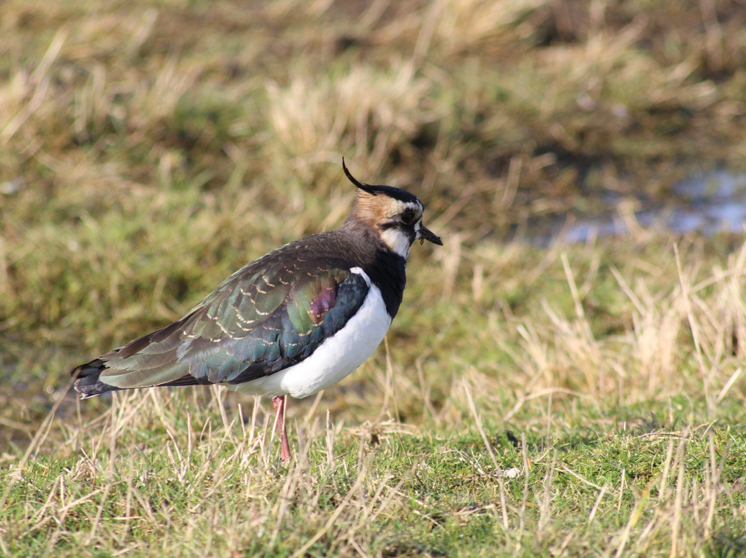 Elmley National Nature Reserve - Day Visit景点图片