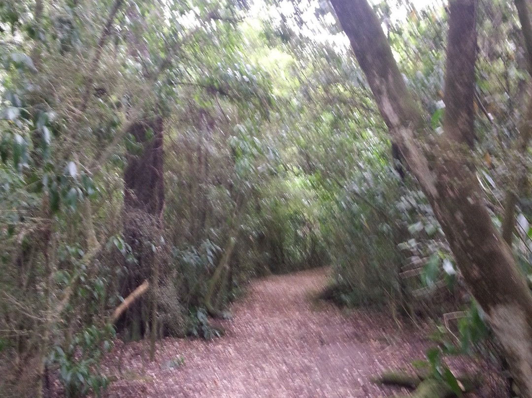 Talbot Forest Scenic Reserve景点图片