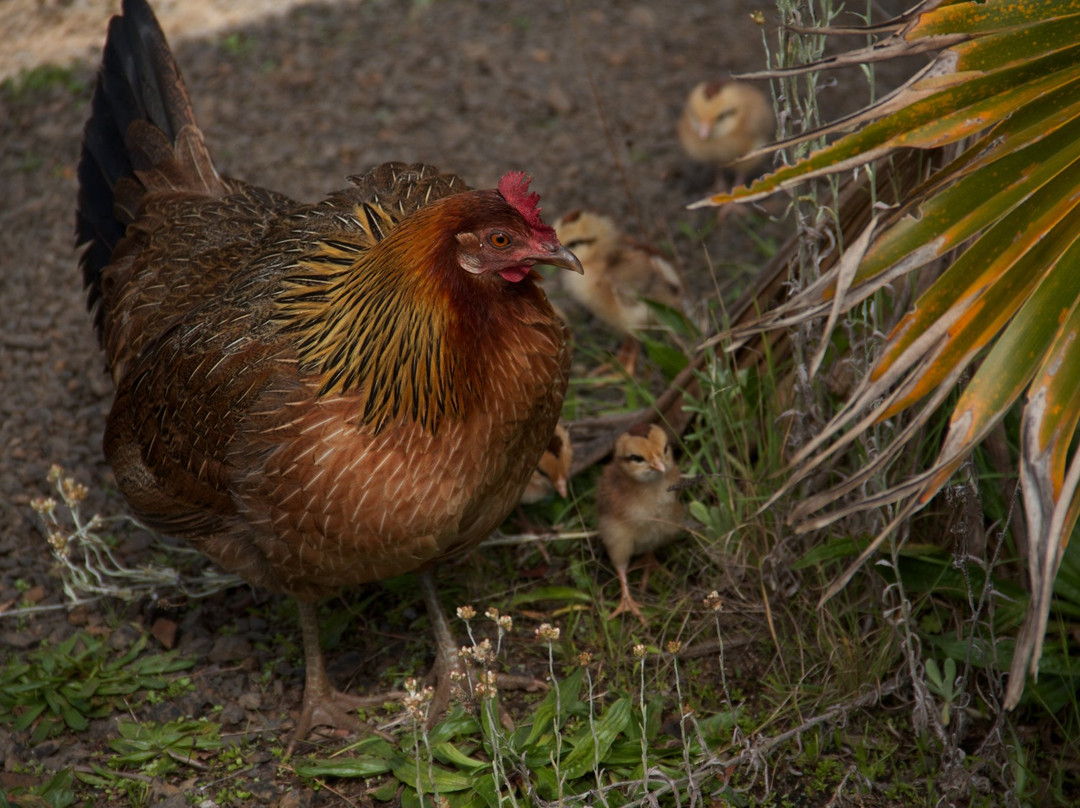Puu Hinahina Lookout-威美亚必去景点