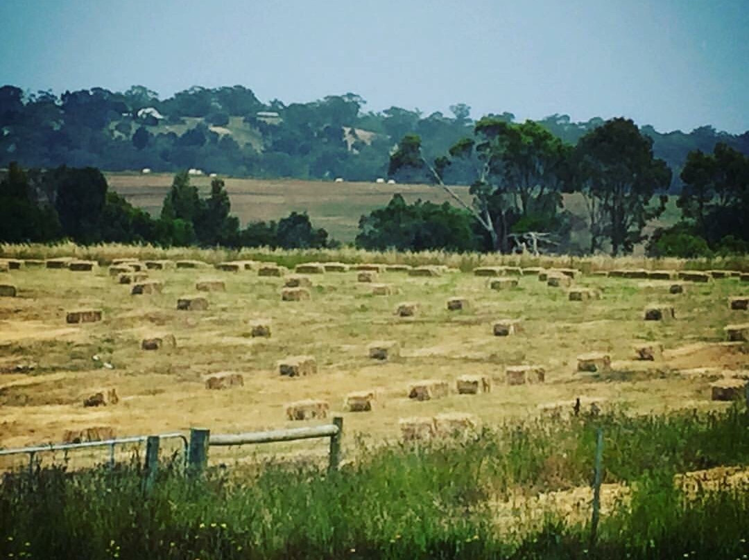 Ngeringa Vineyards景点图片