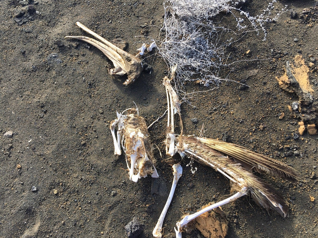 Galapagos Real Voyage-皮钦查省 圣安东尼奥镇必去景点