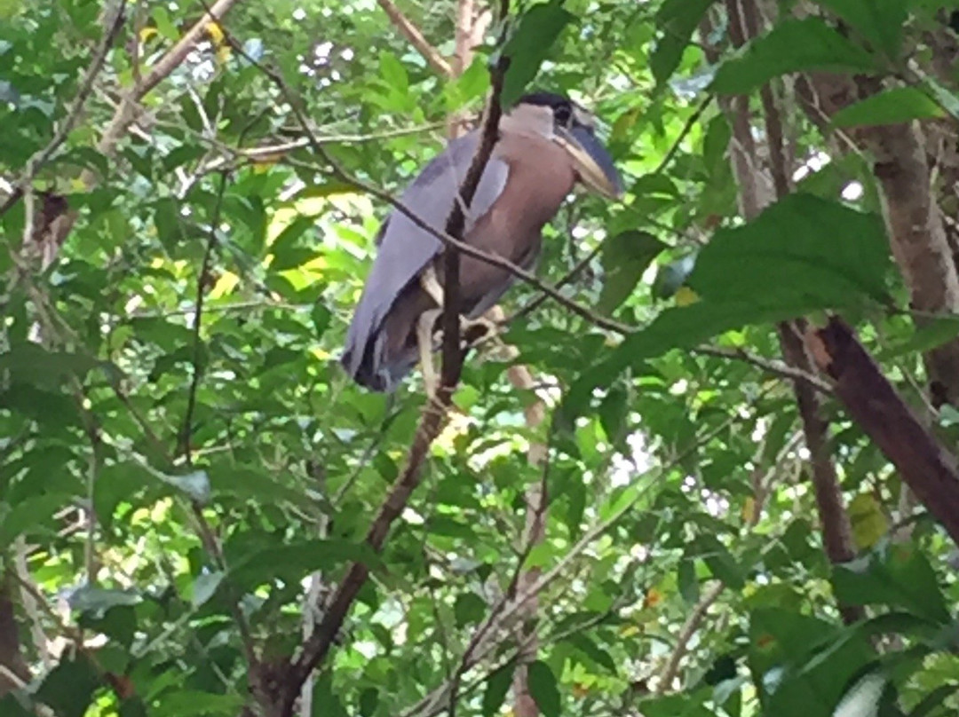 Safaris Corobici-Costa Rica River Trips景点图片