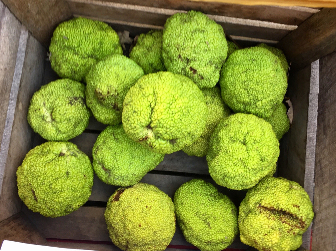 Castille Cider Mill-Castile必去景点