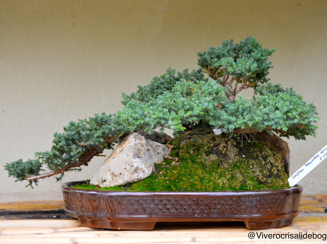 Vivero Crisalide景点图片