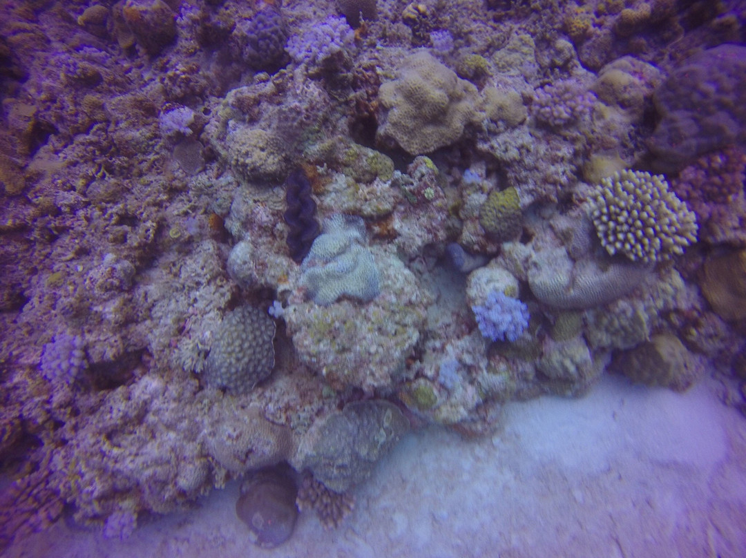 DiveSail Travel景点图片