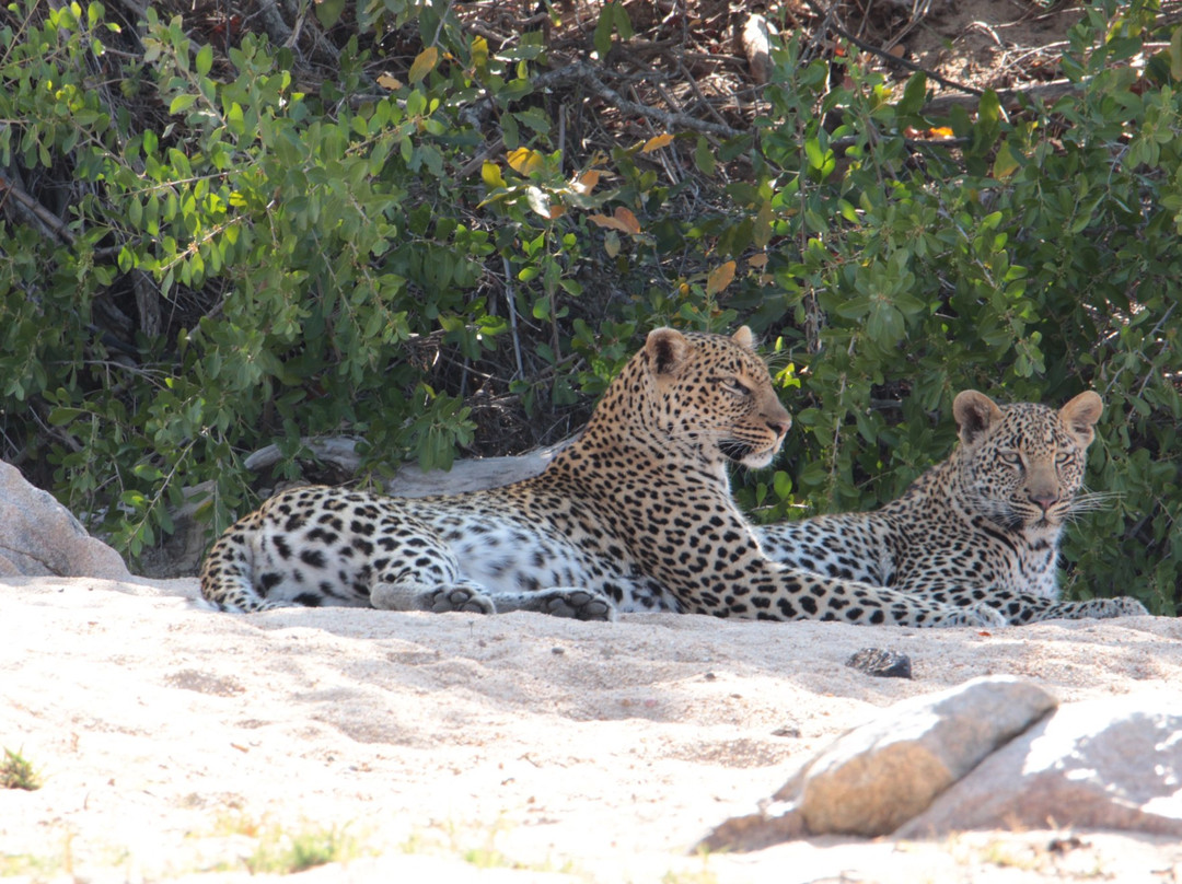 Ulusaba Safari Lodge