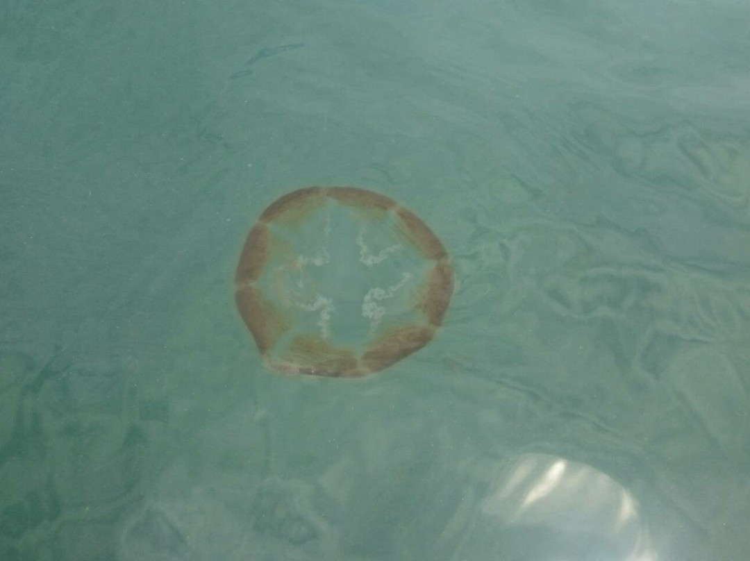 Sting-less Jellyfish Lake-Pulau Kakaban必去景点