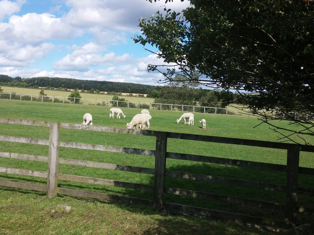 North Star Alpacas-Crook必去景点