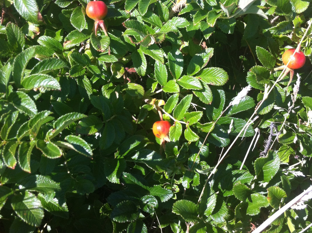 Marrowstone Point Lighthouse-Marrowstone Island必去景点