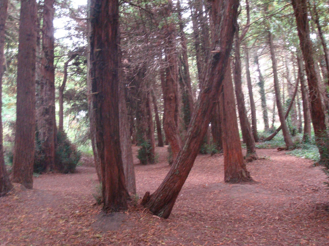 麦莱恩公园-旧金山必去景点