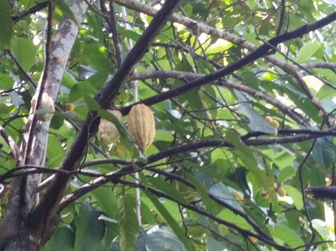 Tropical Agriculture Research Station-Mayaguez必去景点