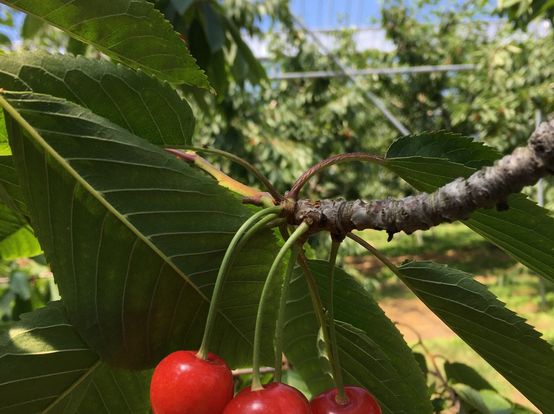 Hamada Marutome Fruits Gaden-壮瞥町必去景点