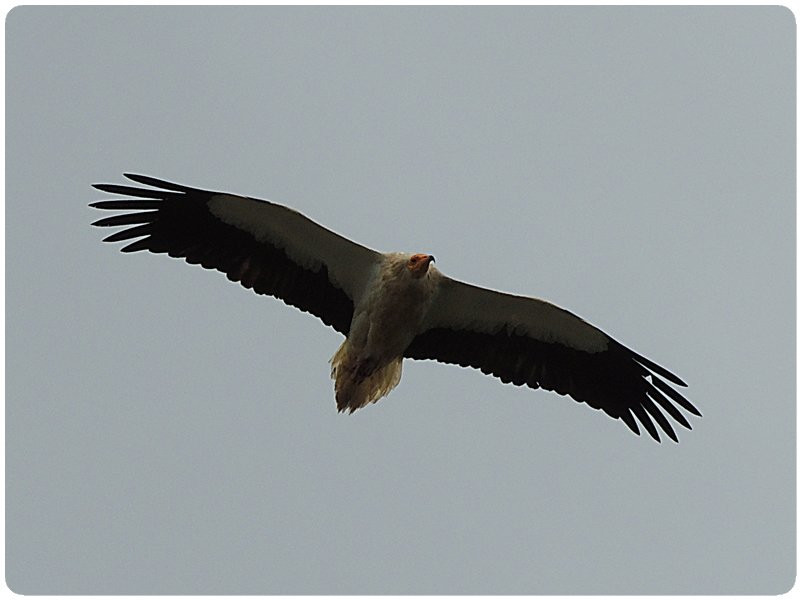 Iberian Nature - Servicio de Guias de Naturaleza景点图片