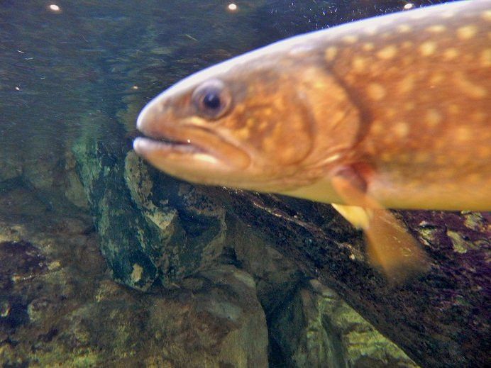 Shinjiko Nature Museum Gobius-出云市必去景点