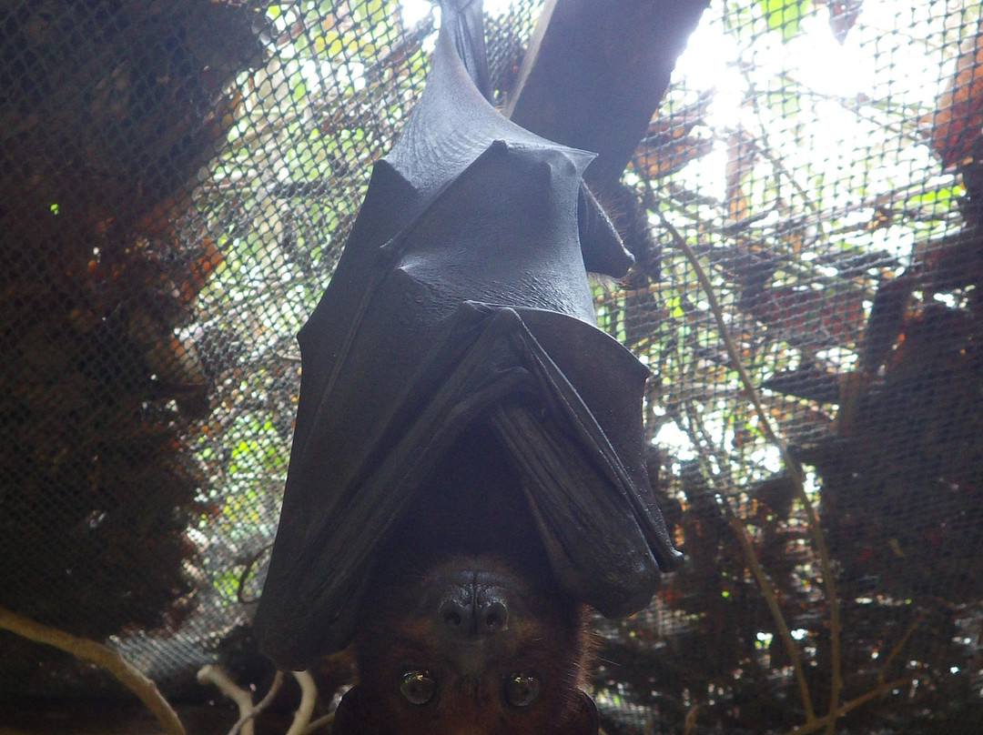 Jungle zoo-高龙必去景点