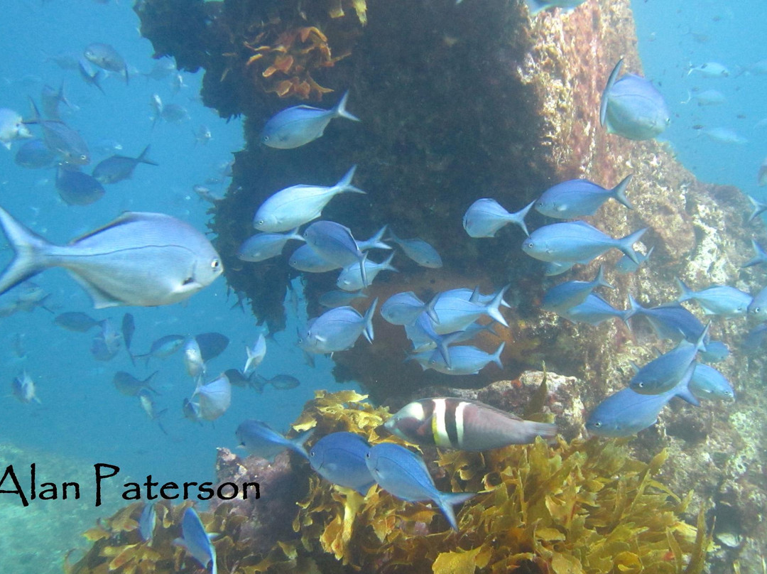 Oceanblue Adventures-Tutukaka必去景点