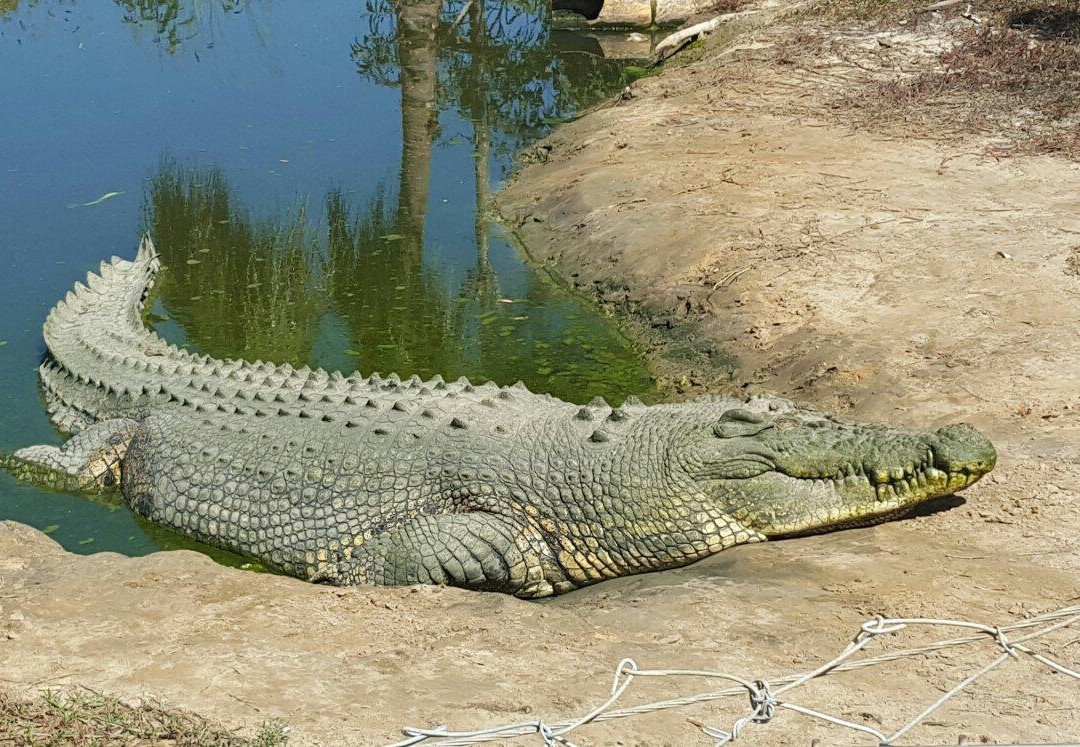 Koorana Crocodile Farm景点图片