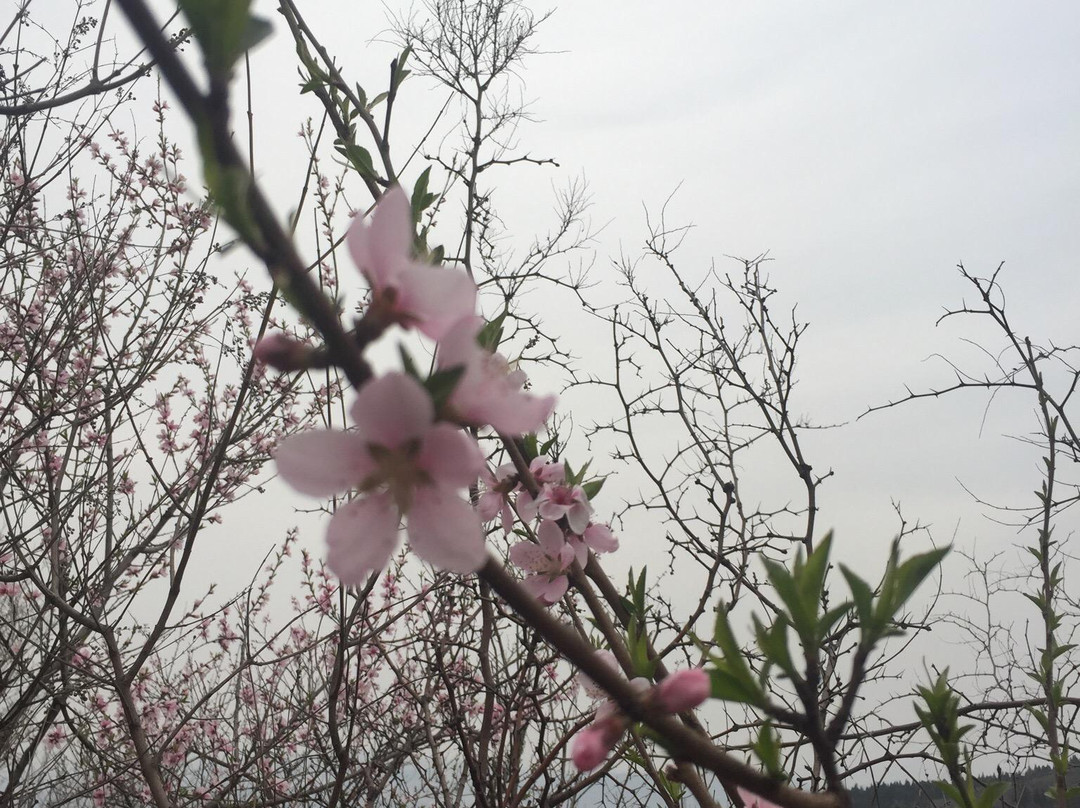 原山国家森林公园-淄博市必去景点