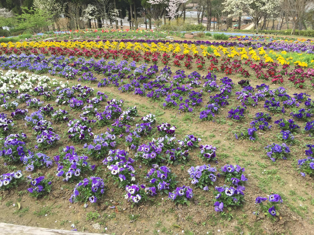 Fukuchi Sanroku Hana Park-直方市必去景点