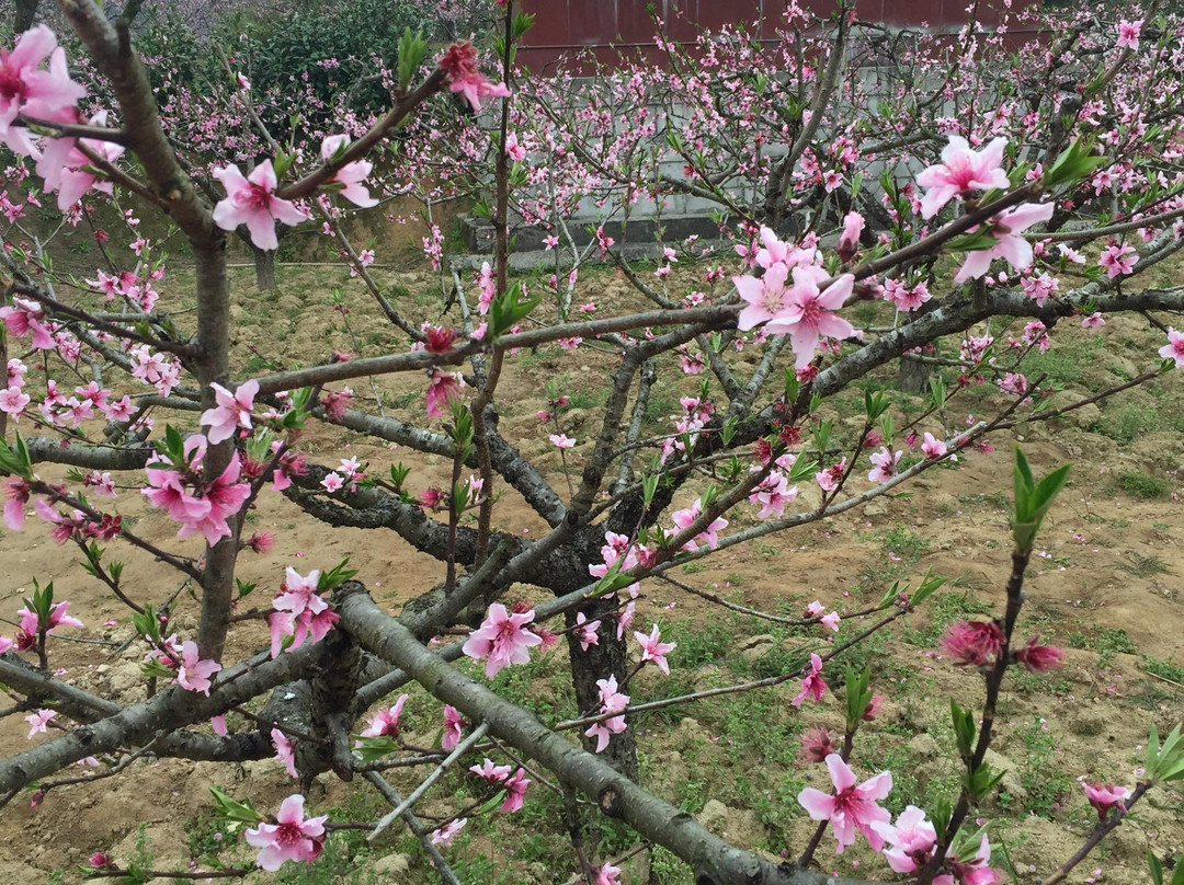 五里村-黟县必去景点