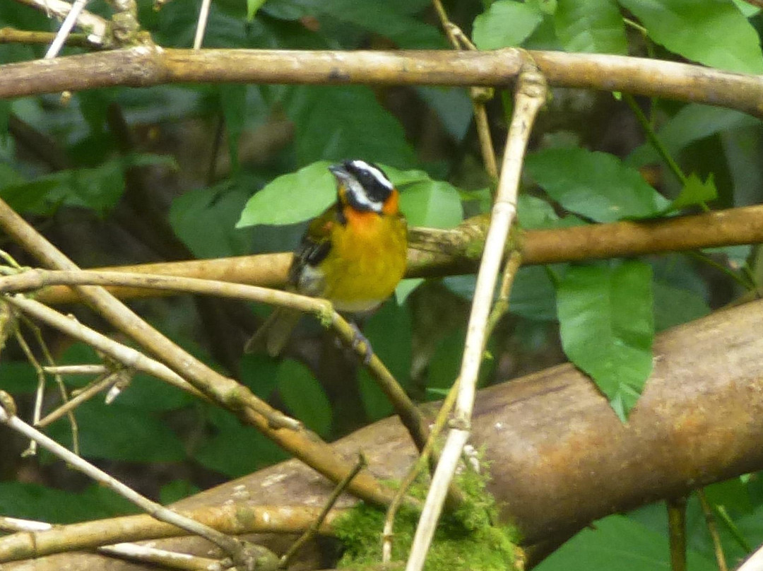 Gabriel Lugo Birding Tour Guide-巴塞罗那塔必去景点