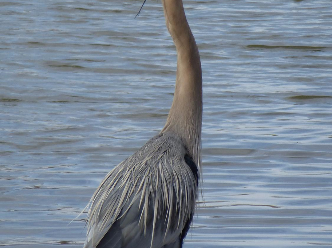 Jacobson Park-列克星敦必去景点