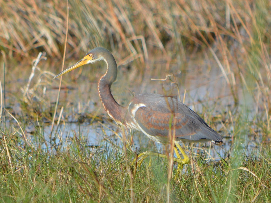 Cockroach Bay Aquatic Preserve-Ruskin必去景点