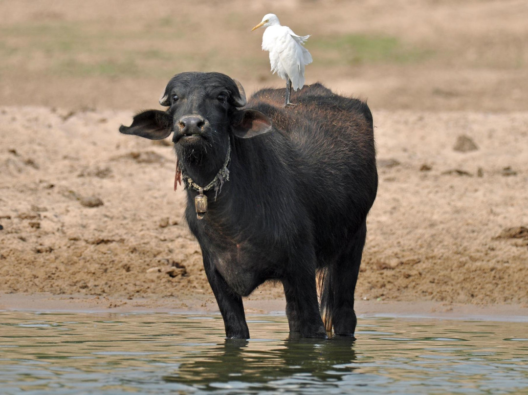 National Chambal Sanctuary NCS-阿格拉必去景点