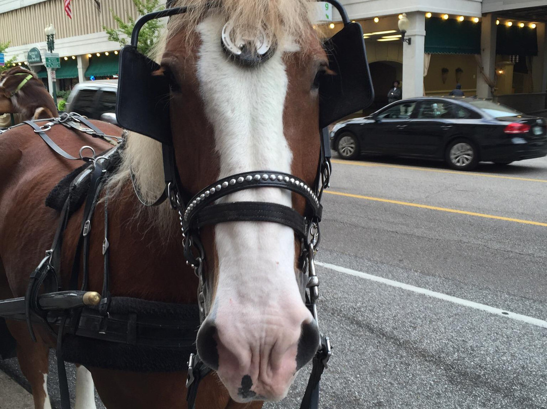 Carriage Tours of Memphis-孟菲斯必去景点