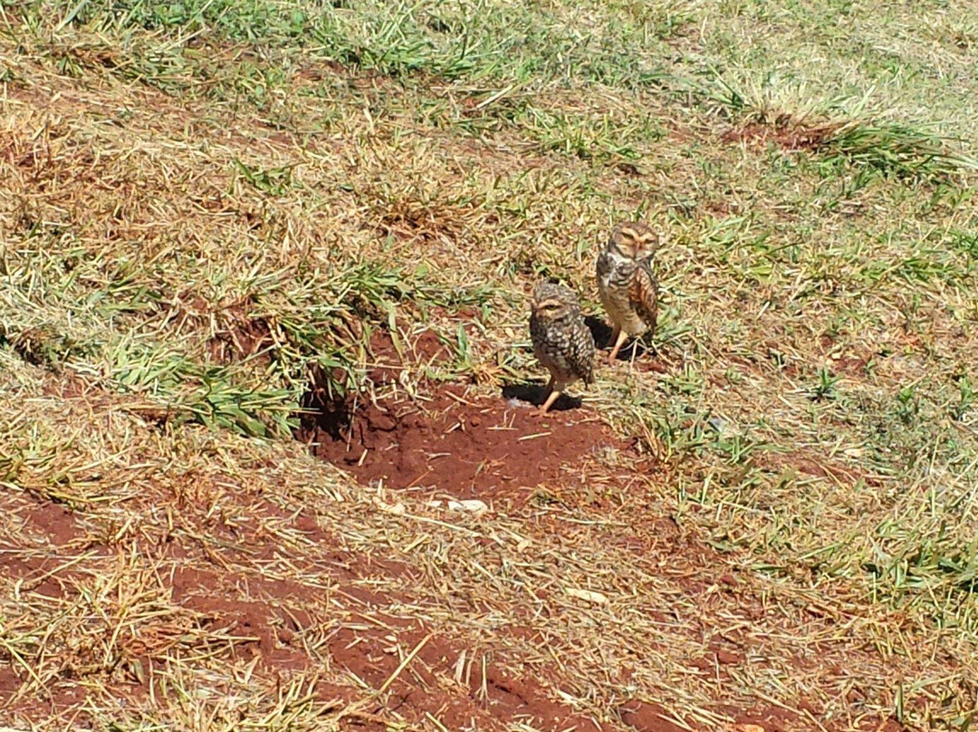 Museu de História da Imigração Japonesa do Paraná-Rolandia必去景点