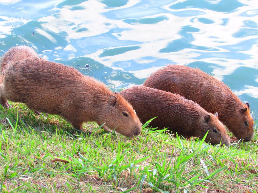 Lagoa da Pampulha-贝洛哈里桑塔必去景点