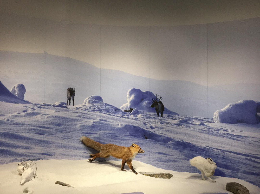 Pyha-Luosto Visitor and Culture Centre Naava-Pyhatunturi必去景点