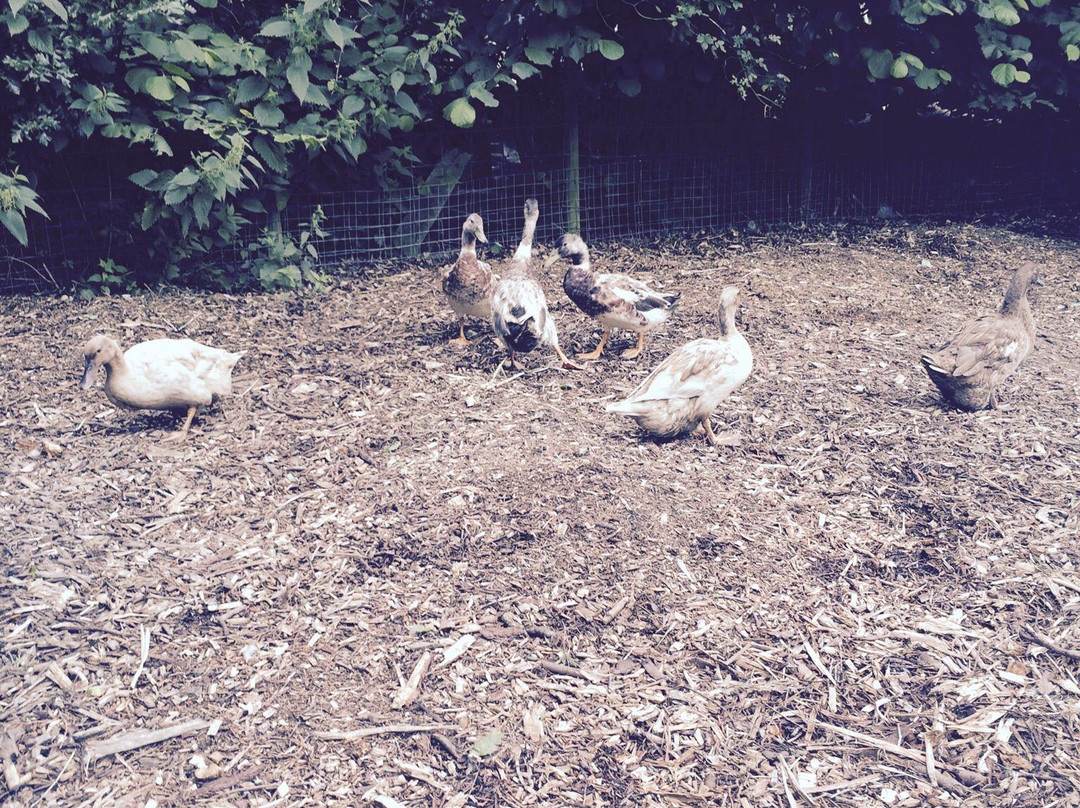 Swansea Community Farm景点图片
