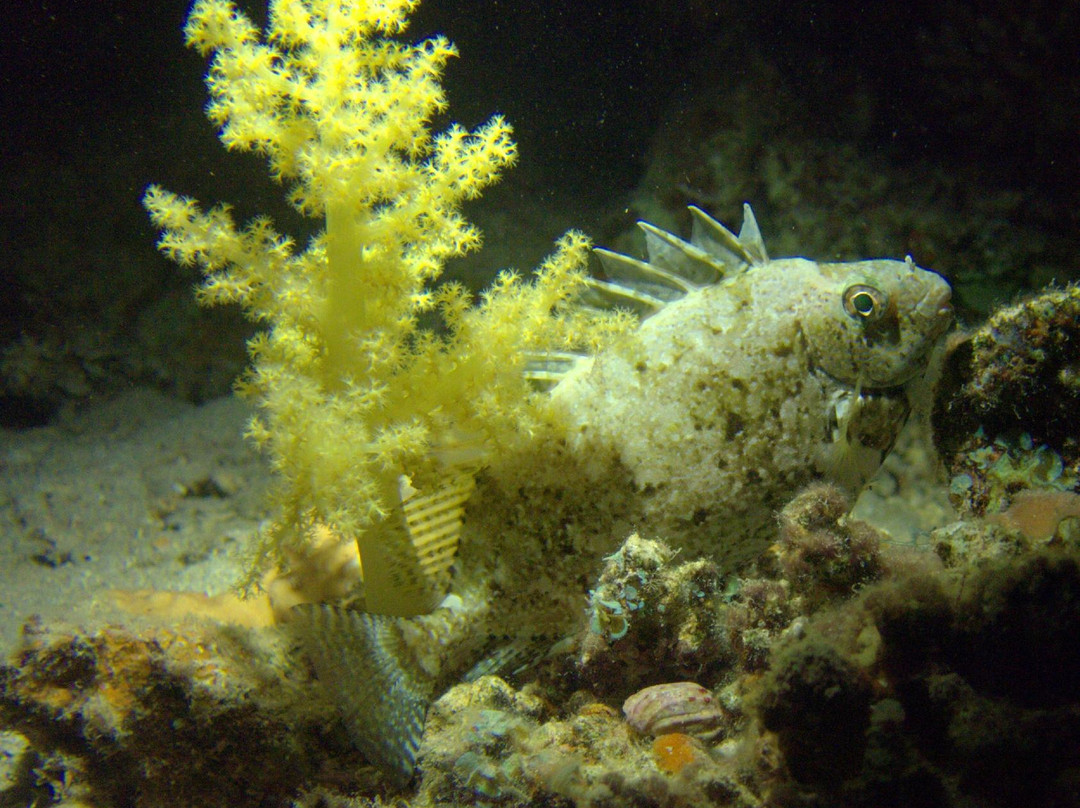 Extra Divers Dahab-达哈卜必去景点