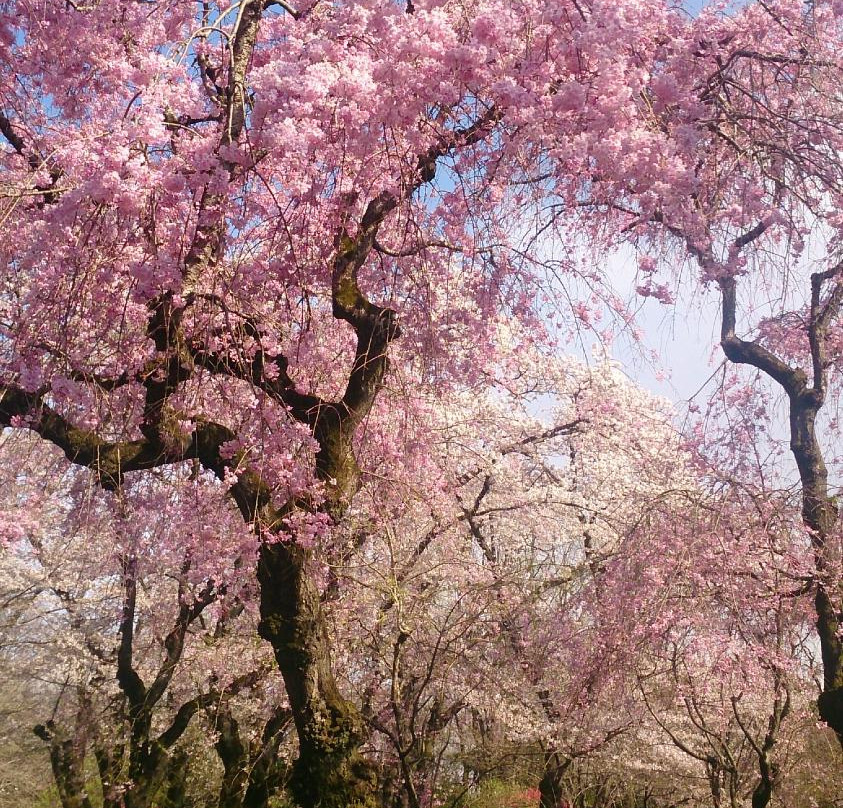 Jindai Botanical Park-调布市必去景点
