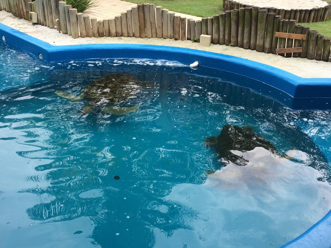 Museu a Céu Aberto da Tartaruga Marinha-乌巴图巴必去景点