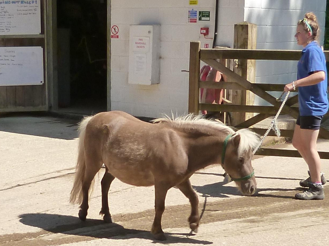 The Mare and Foal Sanctuary-Littlehempston必去景点