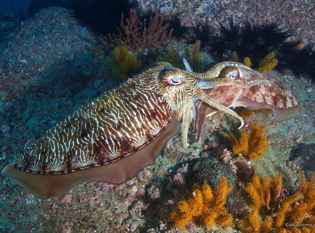 Blue Planet Diving-Dibba Al Fujairah必去景点