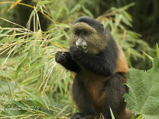 Intore Expeditions & Business Tours-吉佳利必去景点