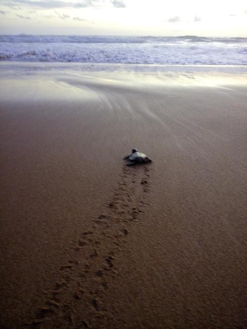 Victor Hasselblad Sea Turtle Research & Conservation Center景点图片