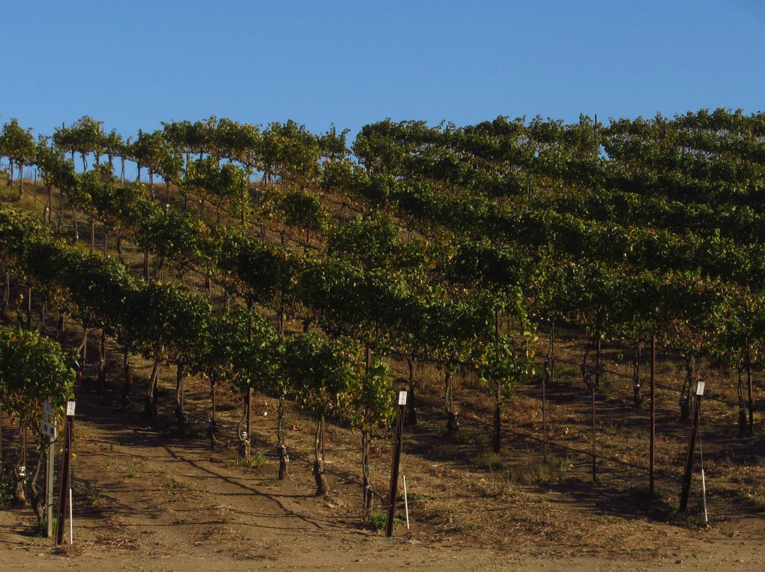 Hahn Estate Winery-Soledad必去景点